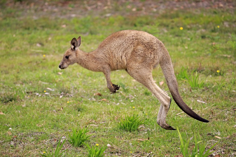 In Australien stürmte währenddessen ein Känguru das Spielfeld und sorgte für eine Unterbrechung